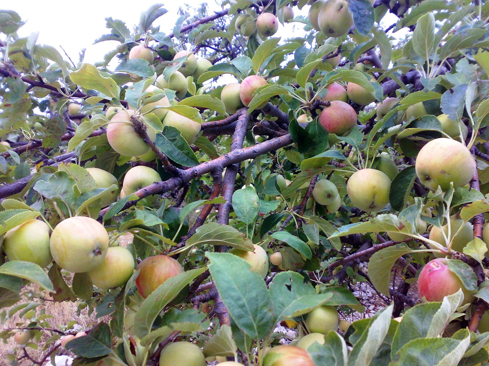 Кожура Pyrus Malus